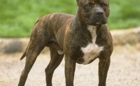 Pit Bull Terrier Americano de color atigrado