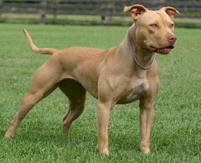 Pit Bull Terrier Americano características físicas