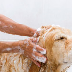 Bañar al perro para calmarle