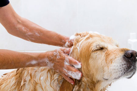 Bañar al perro para calmarle