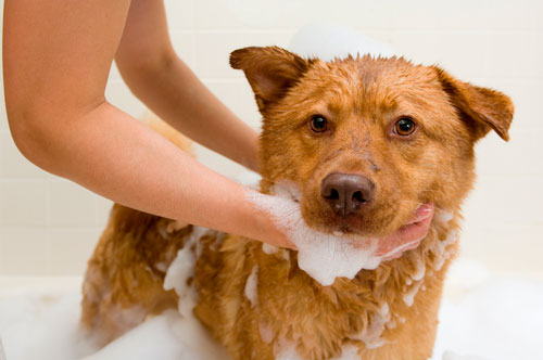 Remedio de baño para tos en perros