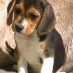 Beagle de un mes