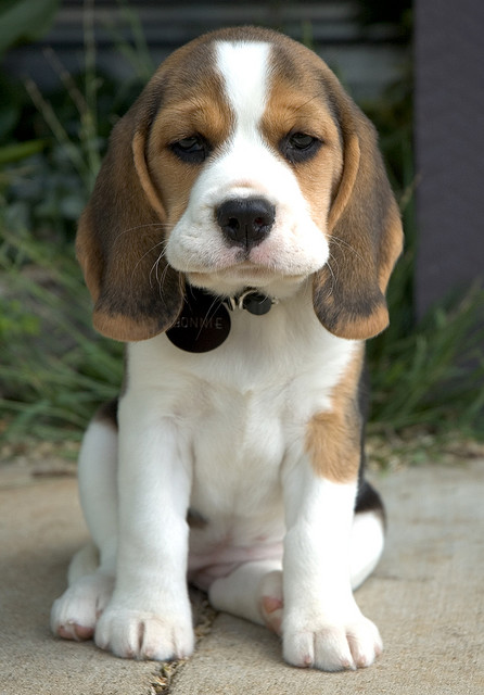 Beagle de 2 meses