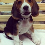 Beagle de 3 meses