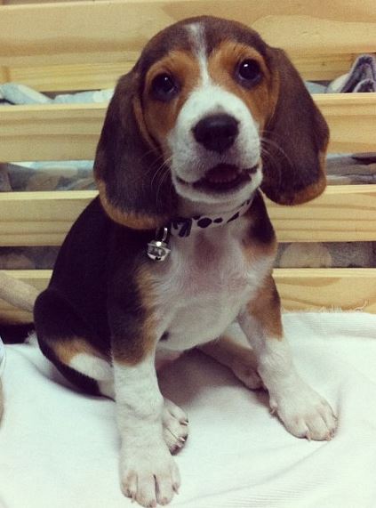 Rareza emoción columpio Beagle de 3 meses | Mundo Perro