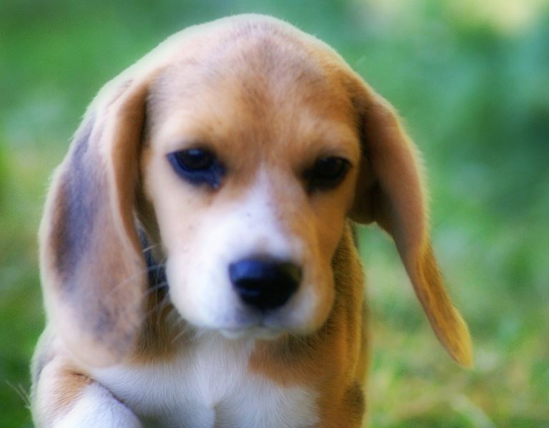 Beagle de 4 meses