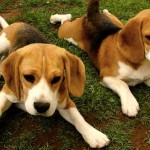 El Beagle de 8 meses