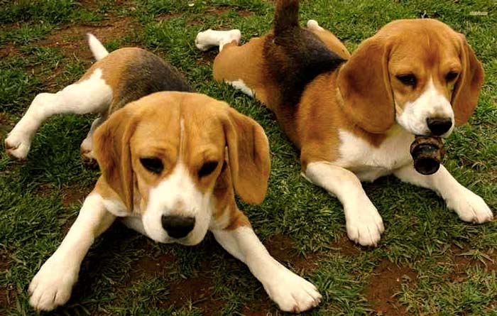 El Beagle de 8 meses