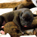 Bebé de un Boston Bull Terrier recién nacido