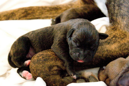 Bebé de un Boston Bull Terrier recién nacido
