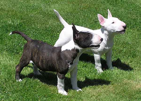 Cachorro de Bull Terrier de 4 meses