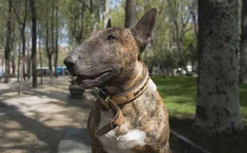 Perro bull terrier inglés de color atigrado