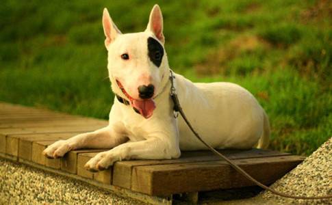 Perro Bull Terrier