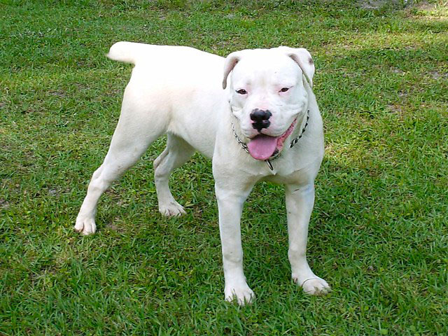 American Bulldog blanco