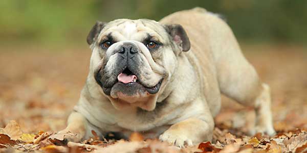 Perro Bulldog características físicas