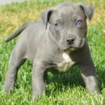 Bebé de Pit Bull Terrier Americano