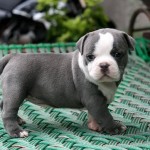Bebé de Bulldog Americano azul y blanco