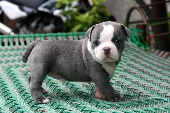 vendedor Factor malo complejidad Cachorro de Bulldog Americano azul y blanco | Mundo Perro