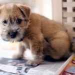 Bebé de Cairn Terrier de dos meses