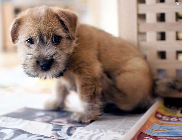 Bebé de Cairn Terrier de dos meses