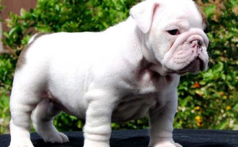 Bebé de color blanco de Bulldog Inglés