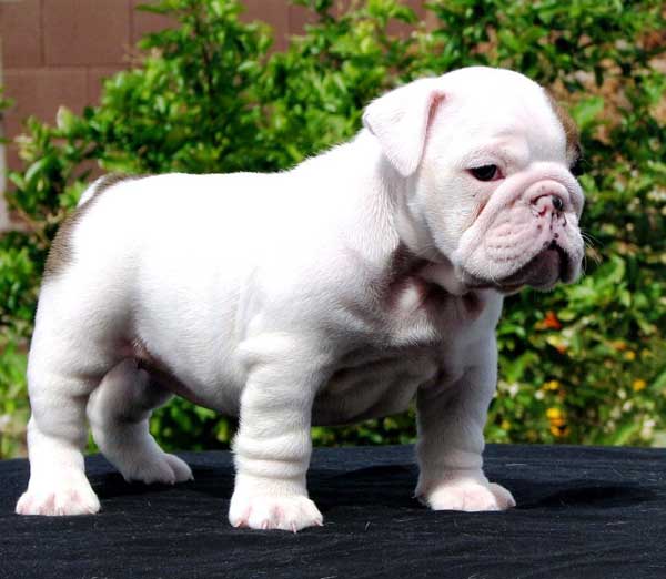 Bebé de color blanco de Bulldog Inglés