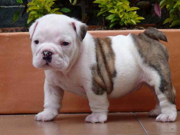 Featured image of post Perro Bulldog Ingles Enano El antiguo bulldog ingl s old english bulldog era una raza de perro bastante feroz compar ndolo con la ternura del actual bulldog ingl s