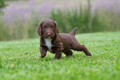 Cachorro de Cocker Spaniel con dos meses