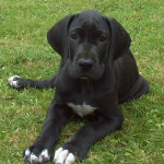 Gran Danés cachorro de color negro