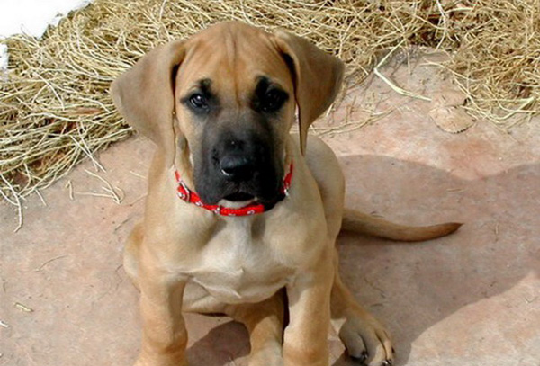 Cachorro de Dogo Alemán o Gran Danés con 3 meses