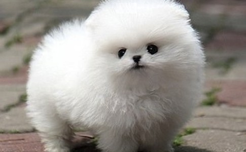 Cachorro de la raza Pomerania Toy Blanco