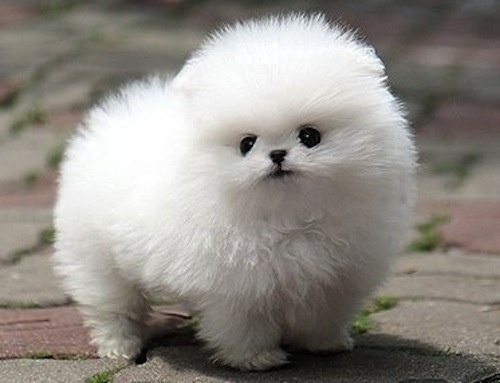Cachorro de la raza Pomerania Toy Blanco