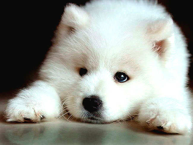 Perro Samoyedo de cachorro
