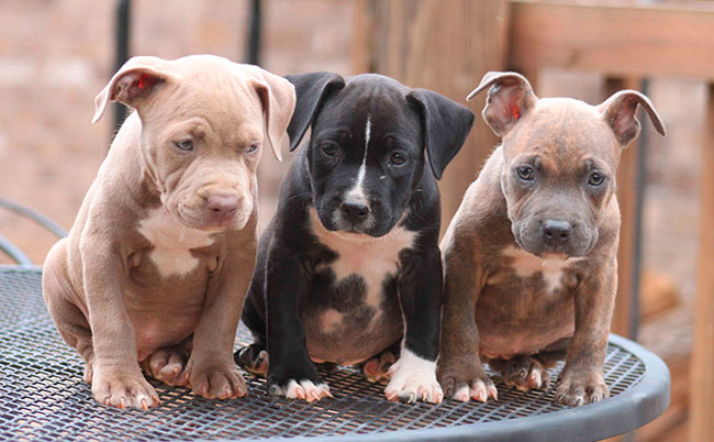 American Pitbull Terrier cachorros