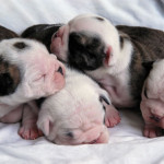 Bebés de Bulldog americano recién nacidos