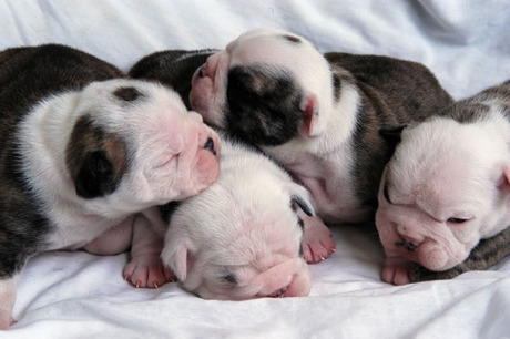 Bebés de Bulldog americano recién nacidos