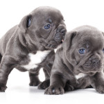 Bebés de perro Bulldog inglés