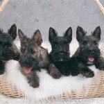 Bebés de Scottish Terrier