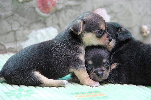 Centrar Masaccio seno Cachorros de Chihuahua de 2 meses | Mundo Perro