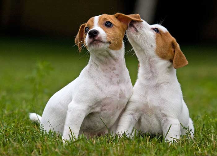 Bebés de 4 meses de Jack Russell Terrier