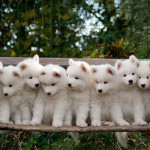 Cachorros de perro Samoyedo