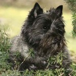 Perro Cairn Terrier adulto