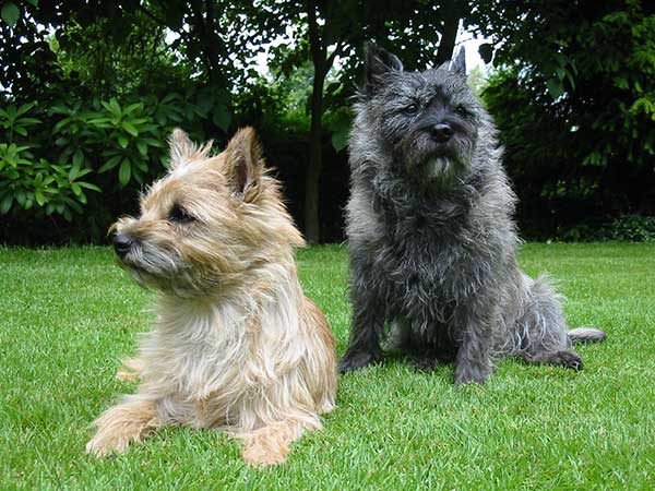 Colores de la raza de perros Cairn Terrier