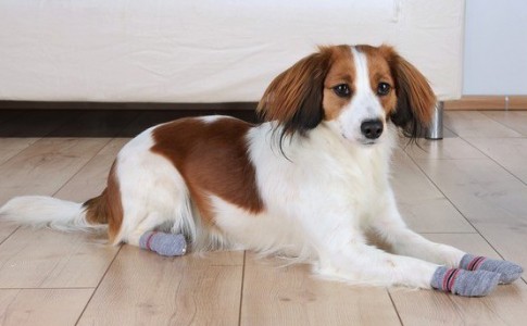 Calcetines perros | Productos para perros