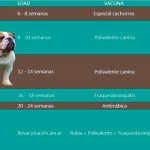 Calendario de vacunas de perros