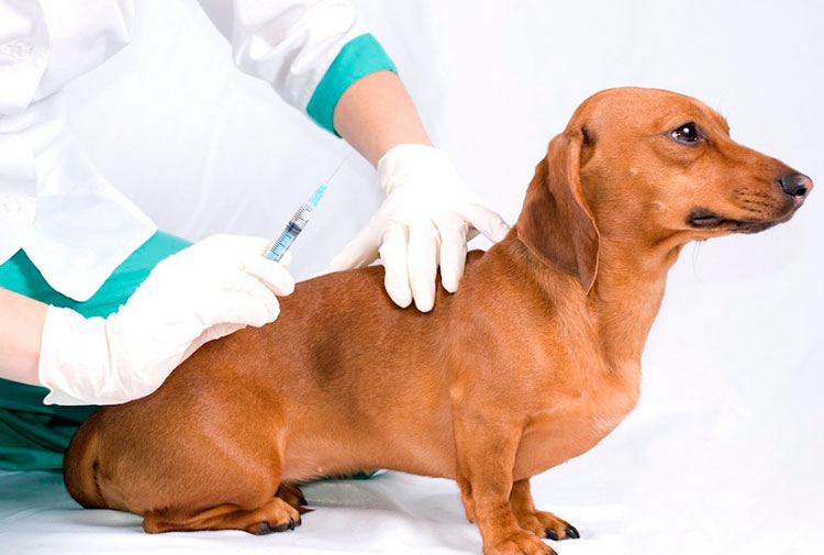 Calendario de vacunación canina