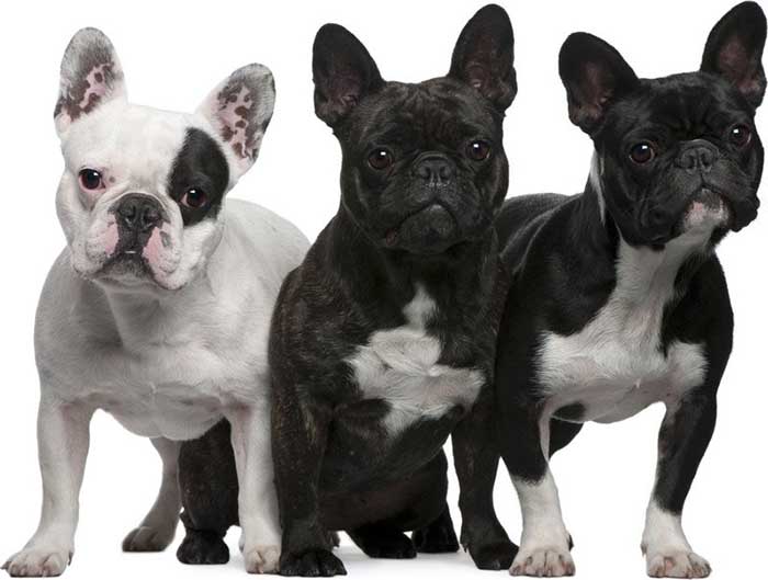 Características de la raza de perros Bulldog Francés