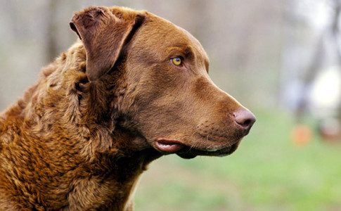 Características del perro Chesapeake Retriever
