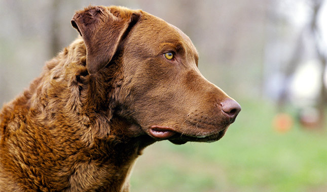 Características del perro Chesapeake Retriever