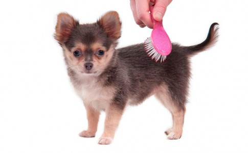 Tipos de cepillos para perros